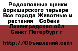 Родословные щенки йоркширского терьера - Все города Животные и растения » Собаки   . Ленинградская обл.,Санкт-Петербург г.